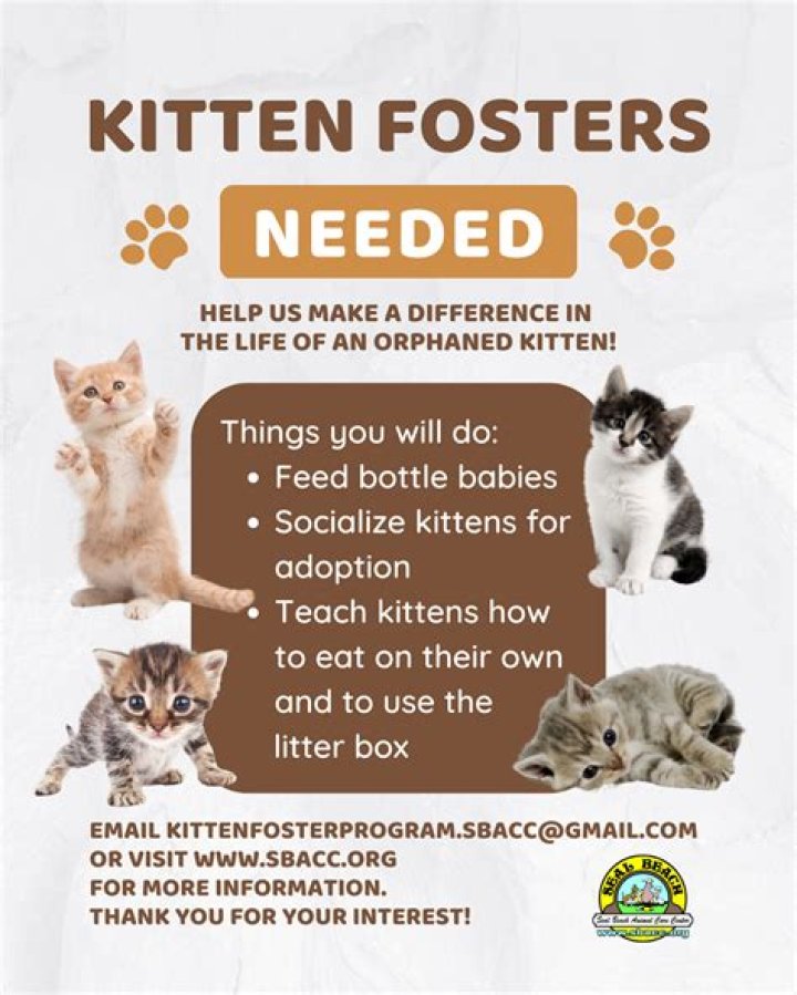 Beth Stern has been fostering kittens, has over 200k followers on Instagram