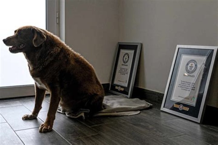 Bobi, the world’s oldest dog, has died at the age of 31