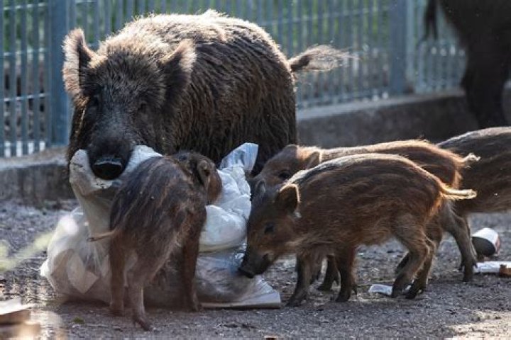 Shakira stood up to a pack of wild boars that stole her bag in Barcelona