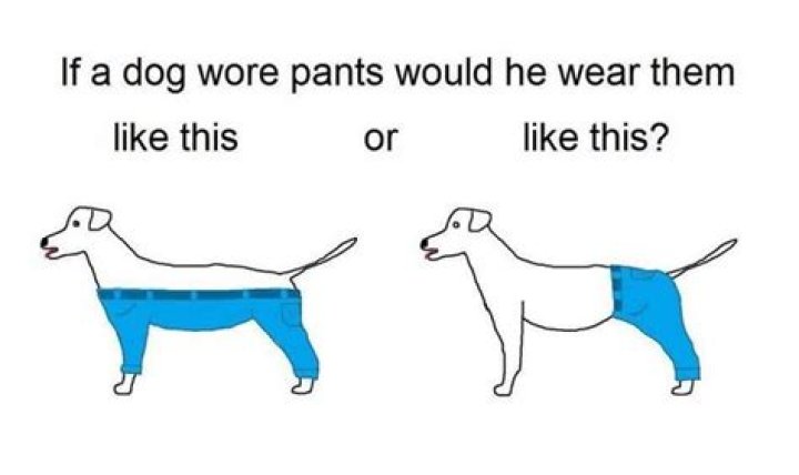 The great Dog Pants Debate: should they have two legs or four?